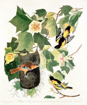 Tulip-Tree: Liriodendron tulipifera, from 'Birds of America', 1827