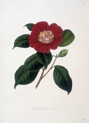 Japanese Camelia, c.1835 (engraving)