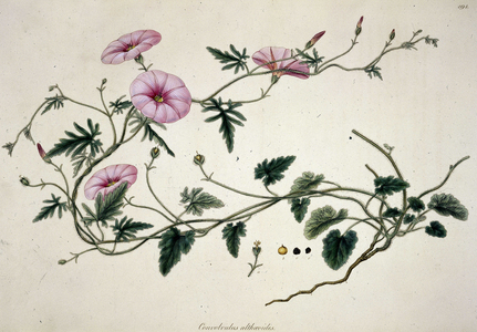 'Convolvulus althaeoides', c1806-c1840. Type of convolvulus with pink flowers, illustrated to show the roots and structure of the seeds.