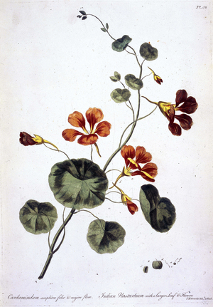 Cardamindum ampliore folio & majore flore, 1770. Indian nasturtium: stem, leaves and red flowers are illustrated, with the seeds in the lower right.