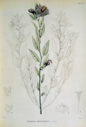 Mauve de la region des Alpujarras au Sud de l'Espagne (Lavatera oblongifolia). Planche 33 tiree de ""Voyage botanique dans le midi de l'Espagne"" par Pierre Edmond Boissier, 1837-1845. The British Library Institution Reference: Shelfmark ID: 724.k.19. Plate No: 33 Lavatera oblongifolia, 1837. Plant with mauve flowers, illustrated to show the structure of the flowers and seeds. Plate 33 from ""Voyage botanique dans le midi de l'Espagne"", an account of a botanical expedition in the south of Spain, by Pierre Edmond Boissier. (Paris, 1837-45).