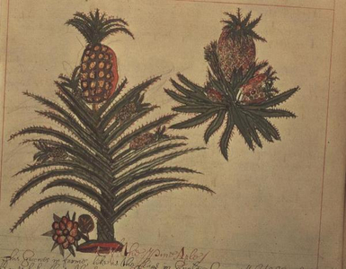 Sloane 4013 f.16v Pineapple trees from 'Descriptions of Indian Plants', 1600-25 (vellum)