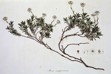 'Iberis sempervirens', c1806-c1840.