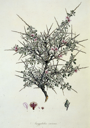 Amygdalus incana. In "Flora Grca, sive Plantarum rariorum historia, quas in provinciis aut insulis Grci legit, investigavit, et depingi curavit J.Sibthorp" by John Sibthorp (1758-1796), 1806-1840.