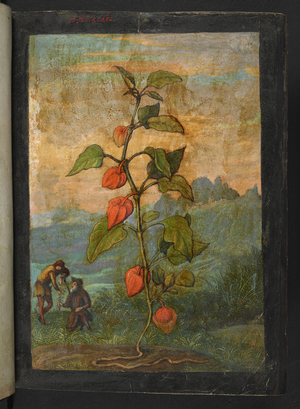 Physalis alkekengi: A plant with red flowers, from "Paintings of Flora of the Roman States" by Gherardo Cibo, Add MS 22333, f004r, c.1564-84 (w/c & gouache on paper)