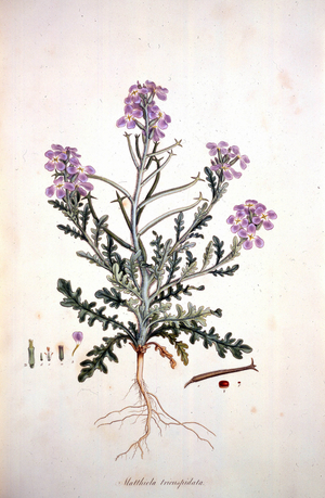 Matthiola tricuspidata', c1806-c1840. Detailed study of the wild mustard plant, showing branch, long stem, leaves and pink flowers. Further study of the flower, bud and seed on the right and left. Plate 644 of volume 7 of ""Flora Graeca...."" by John Sibthorp, (London, 1806-40).