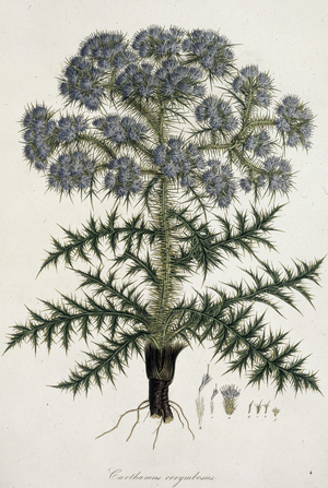 Carthamus corymbosus, c1806-c1840.