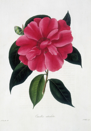Camellia reticulata', c1831-c1837. Plate 43 from "Illustrations and Descriptions of the Plants which compose the natural order Camellieae, and of the varieties of Camellia Japonica, cultivated in the gardens of Great Britain. The drawings by Alfred Chandler. The descriptions by W. B. Booth. vol. 1: vol. 2. pt. 1." by William Beattie Booth. (London, 1831, 1837).