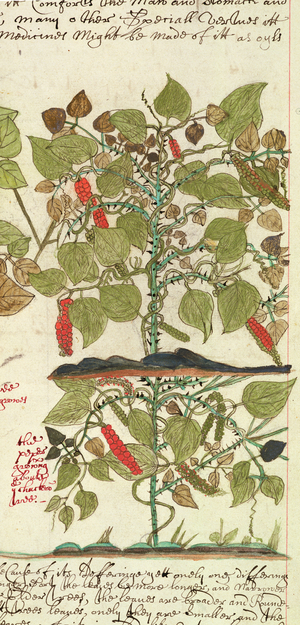 Sloane 4013 f.7 Det. Pepper Plant from 'Descriptions of Indian Plants', 1600-25 (vellum)