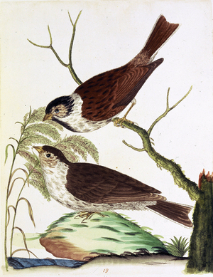 Reed Bunting, c1795. Pair of birds, one perched on a branch. They have dark brown plumage with a white breast. Plate 19 from ""Harmonia Ruralis: or, an Essay towards a Natural History of British Song Birds..."", by James Bolton.