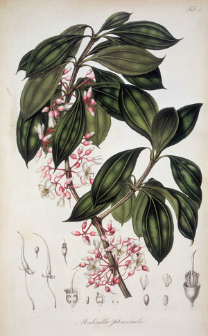 Medinilla Ptercaula, c1835-c1848. Plate 1 From ""Rumphia, sive commentationes botanicae, imprimis de plantis Indiae orientalis....."", a work on the plants of Indonesia, by Carl Ludwig Blume. (Leiden 1835-48).