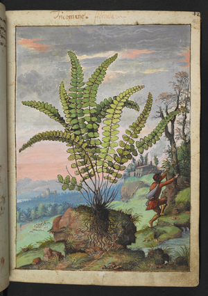 Asplenium trichomanes, from "Paintings of Flora of the Roman States" by Gherardo Cibo, Add MS 22333, f016r, c.1564-84 (w/c & gouache on paper)