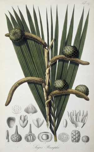 Sagus rumphii, c1835-c1848. Plate 127 from ""Rumphia, sive commentationes botanicae, imprimis de plantis Indiae orientalis....."", a work on the plants of Indonesia, by Carl Ludwig Blume. (Leiden 1835-48).