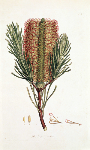 Banksia Spinulosa, 1793. From "A specimen of the botany of New Holland" by Sir James Edward Smith.