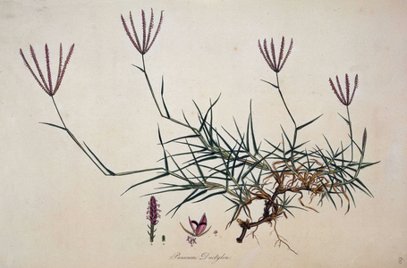 'Panicum Dactylon', c1806-c1840. Plant with spiky leaves and small mauve flowers, showing the petals or seeds. From "Flora Graeca", in Latin, by John Sibthorp.