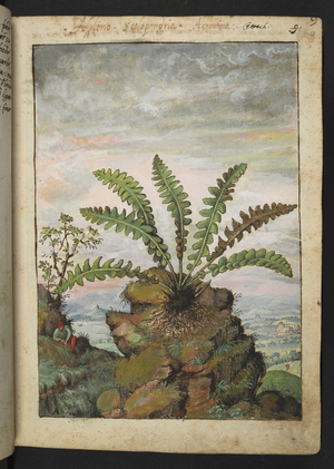 Ceterach officinarum, from "Paintings of Flora of the Roman States" by Gherardo Cibo, Add MS 22333, f013r, c.1564-84 (w/c & gouache on paper)