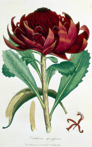 Styphelia tubiflora, 1793. Leaves, seed and crimson flowers illustrated. From "A specimen of the botany of New Holland...the figures by...J Sowerby. vol.1." by Sir James Edward Smith. (London, 1793).