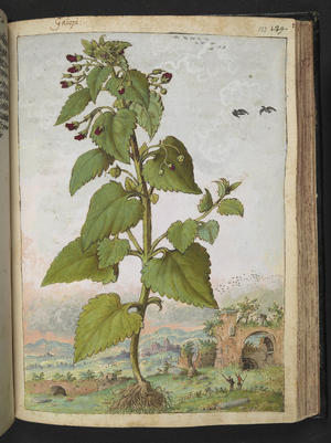 Scrophularia peregrina, from "Paintings of Flora of the Roman States" by Gherardo Cibo, Add MS 22333, f133r, c.1564-84 (w/c & gouache on paper)