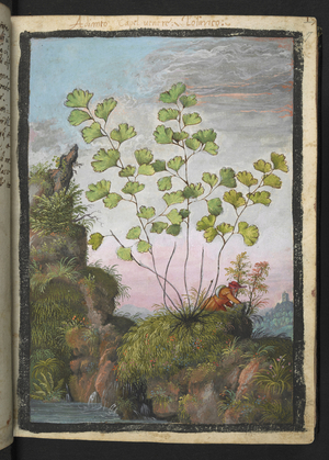 Adiantum capillus-veneris, from "Paintings of Flora of the Roman States" by Gherardo Cibo, Add MS 22333, f017r, c.1564-84 (w/c & gouache on paper)