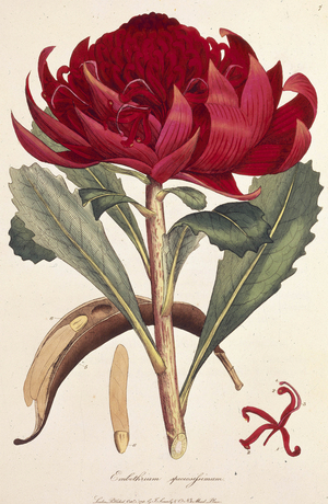 'Embothrium speciosissimum', 1793. Leaves, seed and red flower illustrated. Plate VII from ""A Specimen of the Botany of New Holland ... The figures by J Sowerby. vol. 1."" by Sir James Edward Smith. (London, 1793).