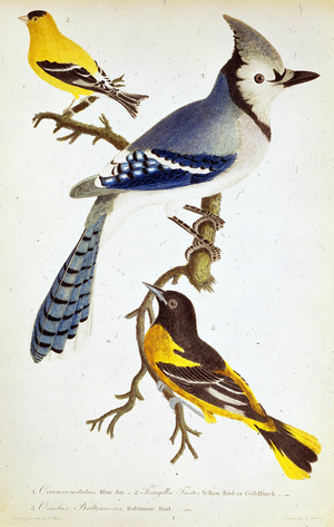 Ornithology: depiction of the blue jay, canary, oriole (goldfinch) Zoology chart taken from “American Ornithology; or, the natural history of the birds of the United States” by Alexander Wilson 1808-1814.