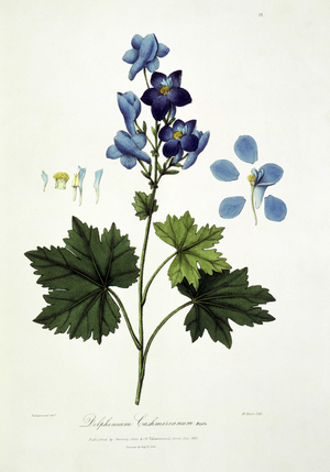 Delphinium cashmerianum, 1839. Delphinium with blue flowers, showing leaves, seeds and petals.