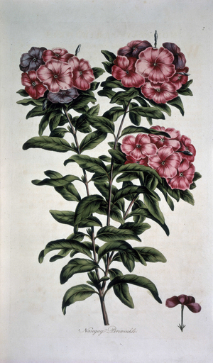 Nosegay Periwinkle, c1765. Periwinkle with pink flowers, illustrating the structure of the petals.