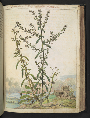 Lepidium graminifolium, from "Paintings of Flora of the Roman States" by Gherardo Cibo, Add MS 22333, f120r, c.1564-84 (w/c & gouache on paper)