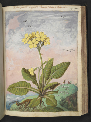Primula eliator: A plant with yellow petals. , from "Paintings of Flora of the Roman States" by Gherardo Cibo, Add MS 22333, f129r, c.1564-84 (w/c & gouache on paper)