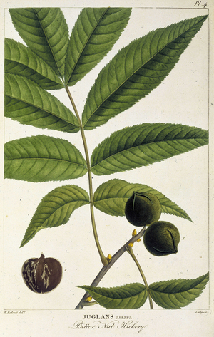 Juglans amara, Bitter Nut Hickery', c1810. Branch, leaves and fruit of the tree illustrated. Plate 4 from ""Histoire des Arbres Forestiers de l'Amerique Septentrionale, consideres principalement sous les rapports de leur usage dans les arts, et de leur introduction dans le commerce etc"", a French work on the forest trees of North America by Francois-Andre Michaux. (Paris,1810-1813)