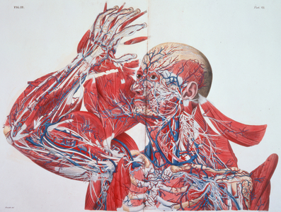 1899.h.24.(vol II) Figure III, Tab. VII: Anatomical Diagram of the Upper Part of the Body, from `Planches Anatomiques du Corps Humain', Paris, 1826, by Francesco C. Antommarchi