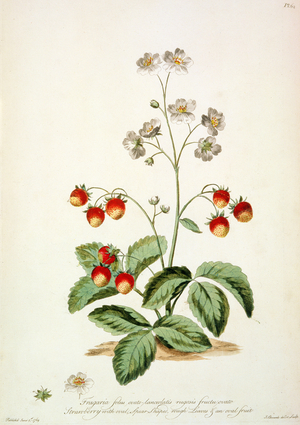 Strawberry: Oval Spear-Shaped, rough leaves and an oval fruit from 'The British Herbal...', 1770 by John Edwards