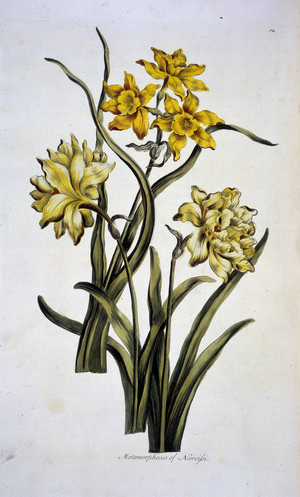 'Matamorphoses of Narcissi', c1765. Three different types of narcissus .