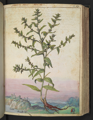 Lithospermum officinale, from "Paintings of Flora of the Roman States" by Gherardo Cibo, Add MS 22333, f062r, c.1564-84 (w/c & gouache on paper)