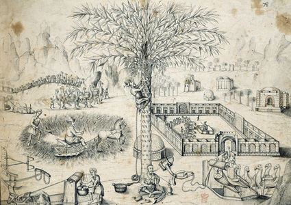 Palm plantation in Persia. Engraving around 1712 by Engelbert Kaempfer.