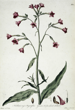 'Nicotiana major Angustifolia: Greater Narrow Leav'd Tobacco', 1770. Long stem, leaves and red flowers are illustrated, with the seeds and bud studied in detail in the lower right.