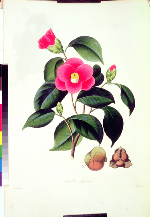 Camellia: Japonica, from `Illustrations and descriptions of the plants which compose the natural order of Camellie', 1831, drawings by Alfred Chandler, descriptions by William Booth