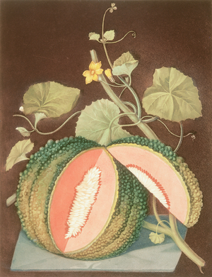 Melon: White-seeded rock, Pl.65, from 'Pomona Britannica', 1812 by George Brookshaw