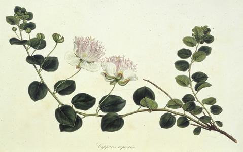 'Capparis rupestris'. In "Flora Grca, sive Plantarum rariorum historia, quas in provinciis aut insulis Grci legit, investigavit, et depingi curavit J.Sibthorp" by John Sibthorp (1758-1796), 1806-1840.
