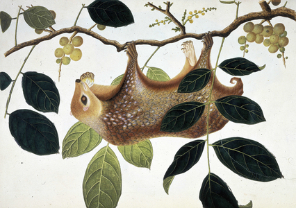 Mammifere des arbres se nourrissant de baies jaunes. Aquarelle, 1794-1835. The British Library Institution Reference: Shelfmark ID: nhd 32 Tree mammal, hanging from a tree, eating fruit. Watercolour. c1794-c1835.