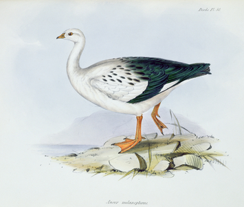 Anser Melanopterus, from 'The Zoology of the Voyage of H.M.S. Beagle 1832-36', by Charles Darwin (1809-92), 1840 (colour litho)
