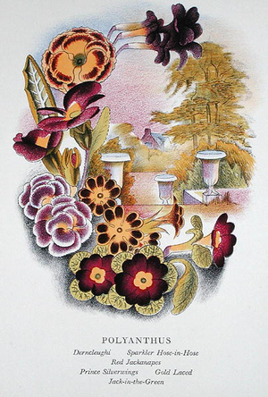 Old Fashioned Flowers - Polyanthus, 1939 (litho)