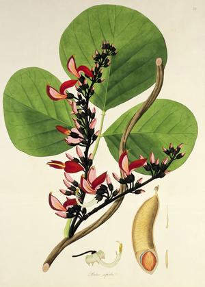 Butea Superba, illustration from 'Plants of the Coromandel Coast', 1795 (coloured engraving)
