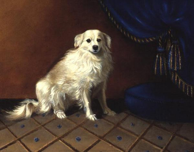 A Toy Dog