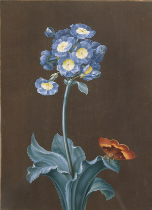 Primula Auricula with Moth (gouache)
