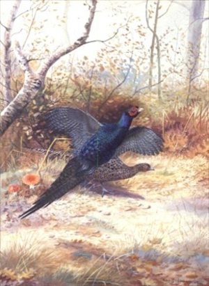 A Cock and Hen Pheasant in Undergrowth (gouache)