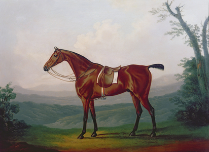 Portrait of a Race Horse
