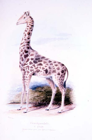 Giraffe by James Edwin Edward Dawe, illustration to The Ruminantia Vol. I (w/c)