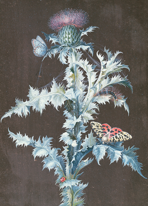 Still Life of a Thistle (gouache)