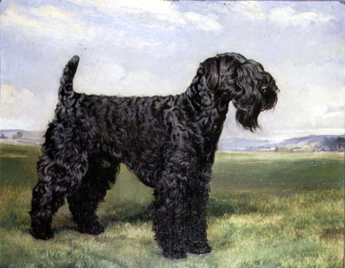 A Kerry Blue